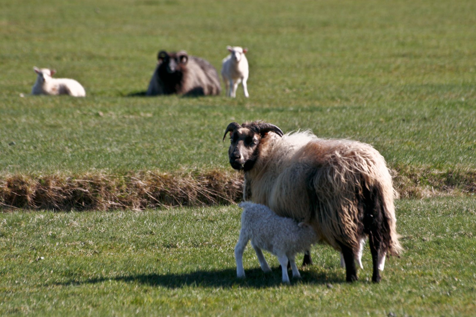 Sauðfjárbændur hrópa á hjálp