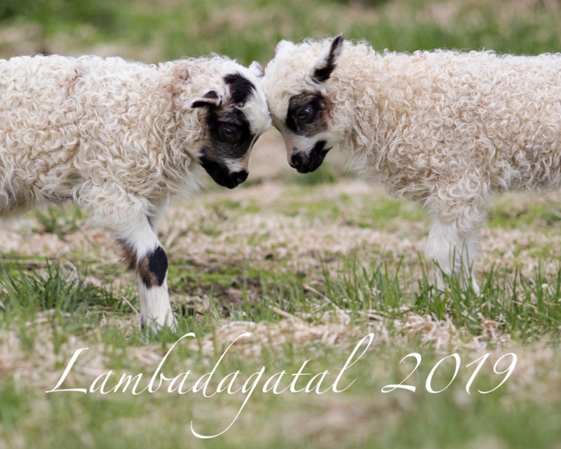 Breiðir út fegurð íslensku sauðkindarinnnar