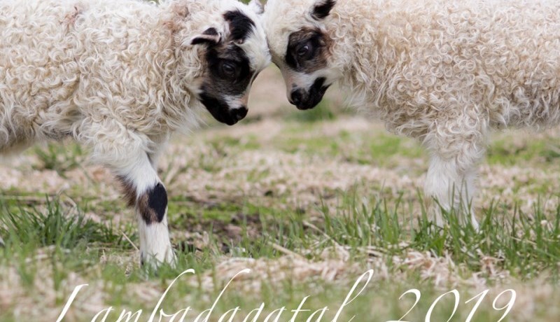 Breiðir út fegurð íslensku sauðkindarinnnar