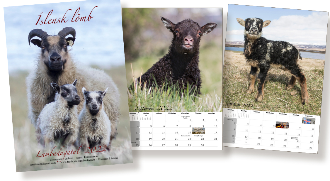 Lömbin ekki alltaf til í að standa kyrr og brosa