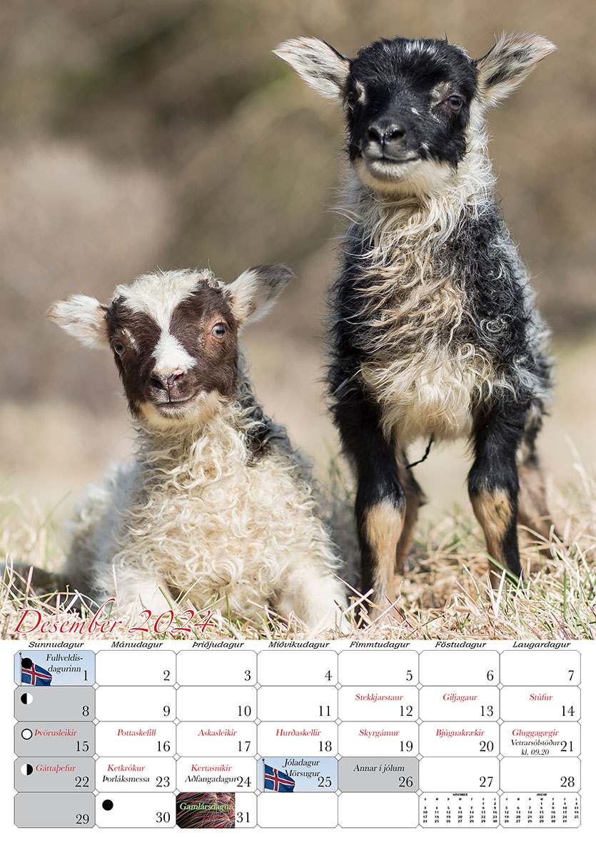 Breiðir út fegurð sauðkindarinnar