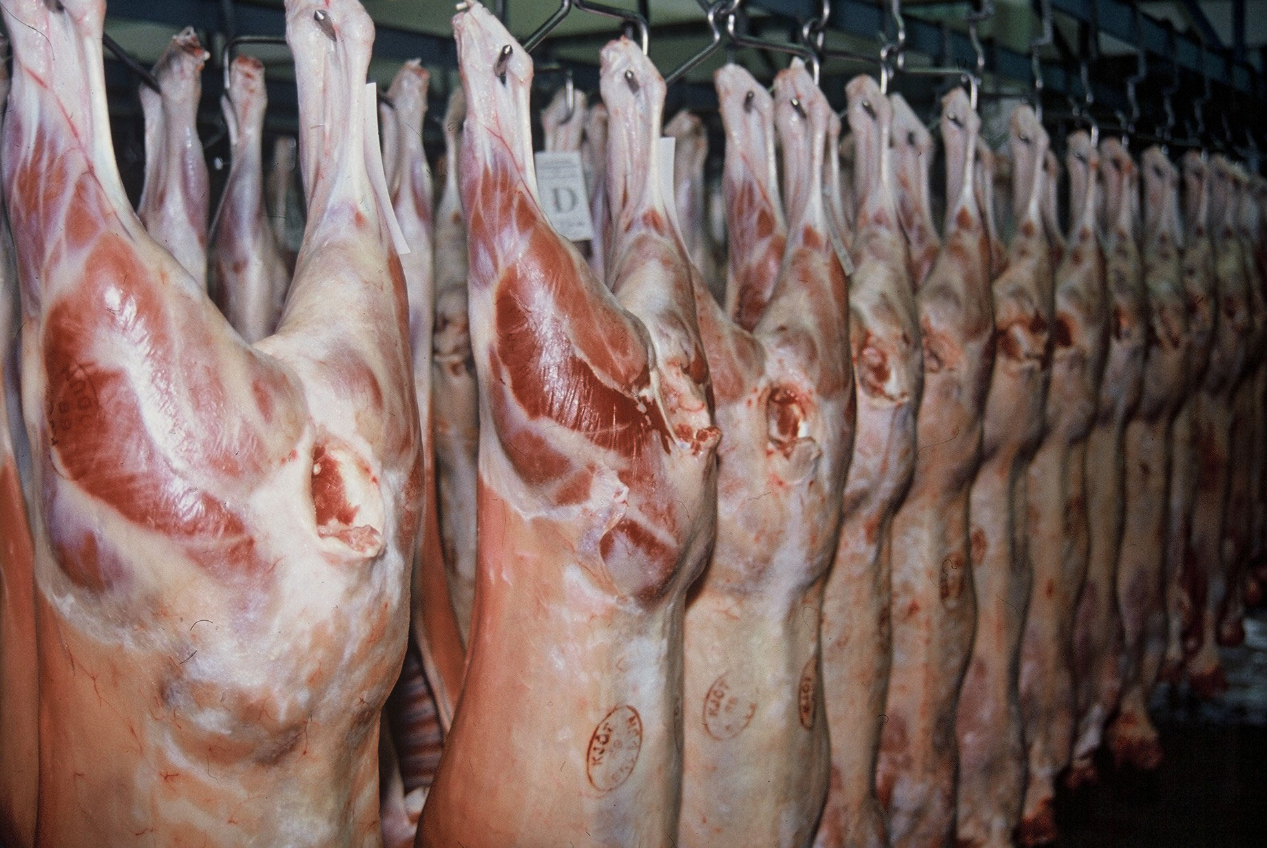 Sagan um lambakjötið, rúnstykkið og ljósaperuna