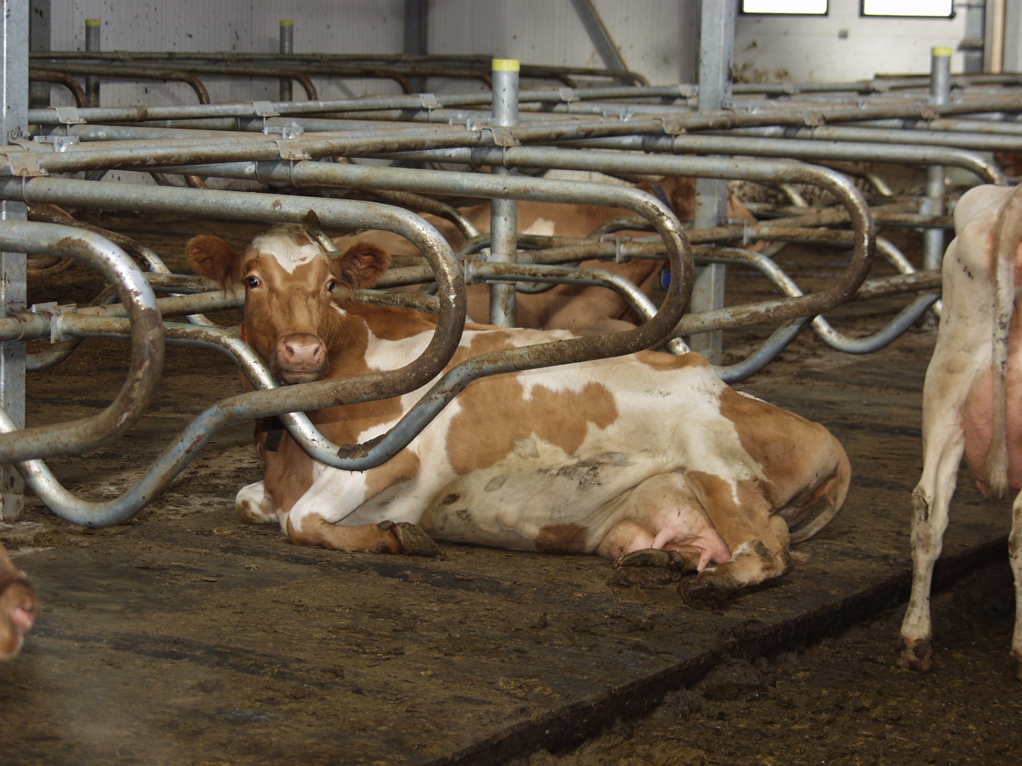 Um 70 bú munu ekki ná að fylla mjólkurkvótann