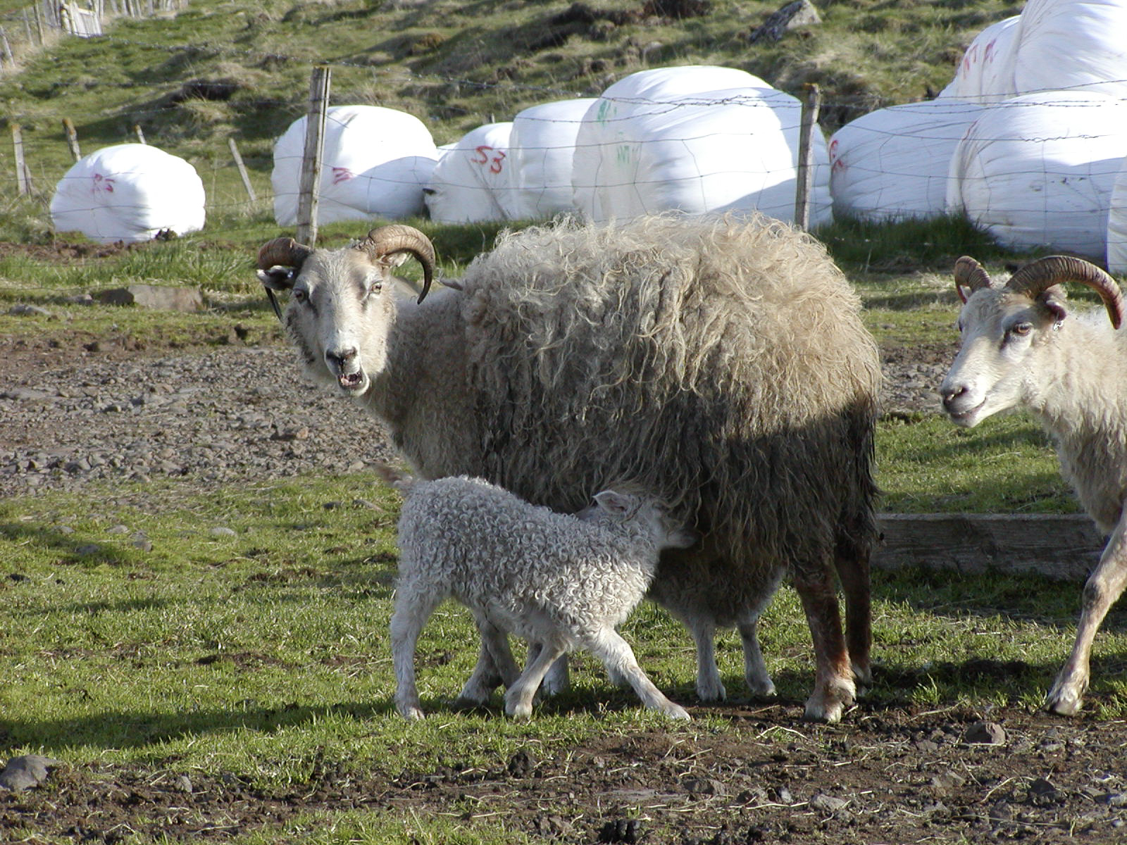 Framúrskarandi íslenskir sauðfjárbændur