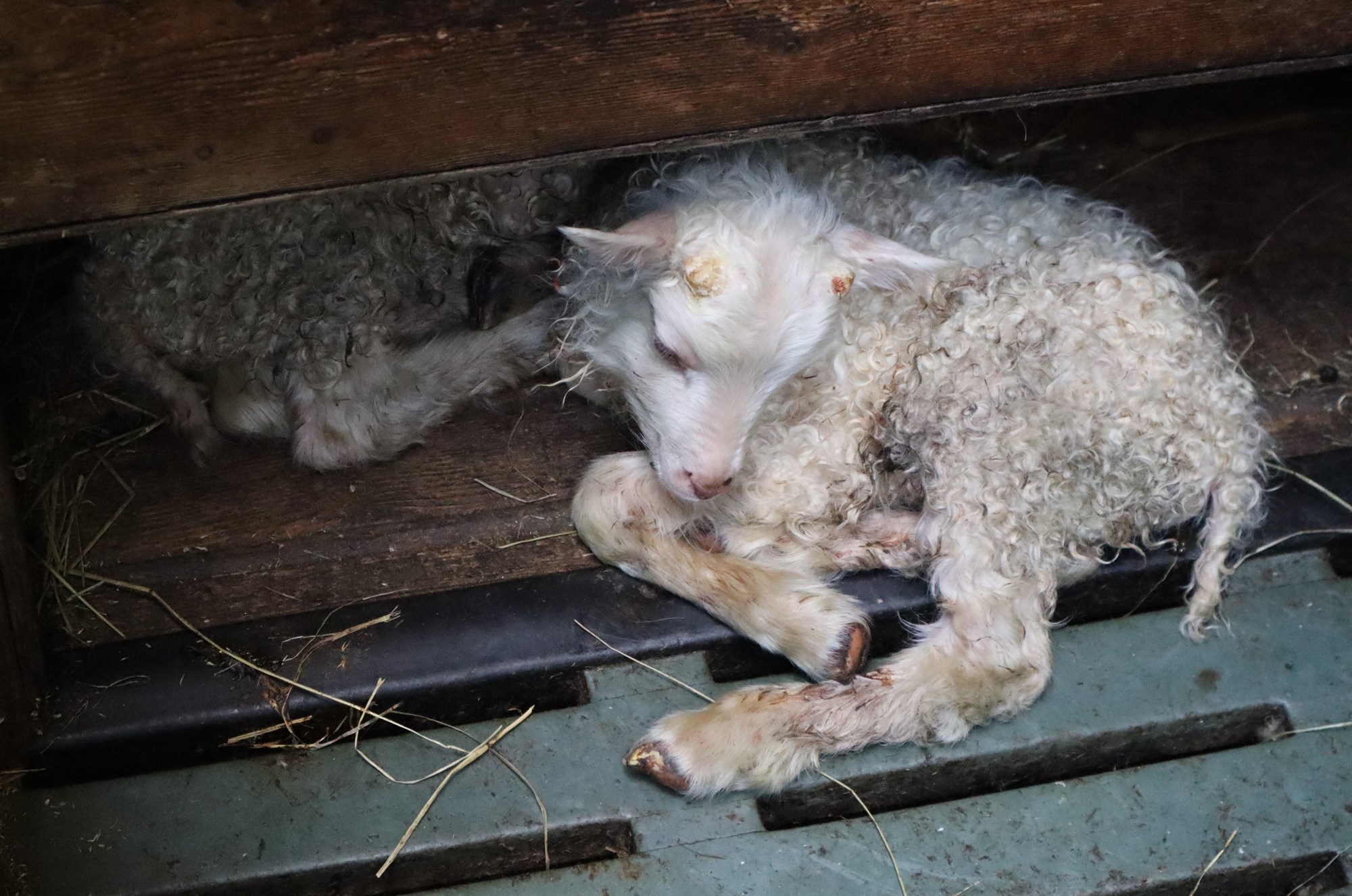 Bændur tilkynni bógkreppu í lömbum