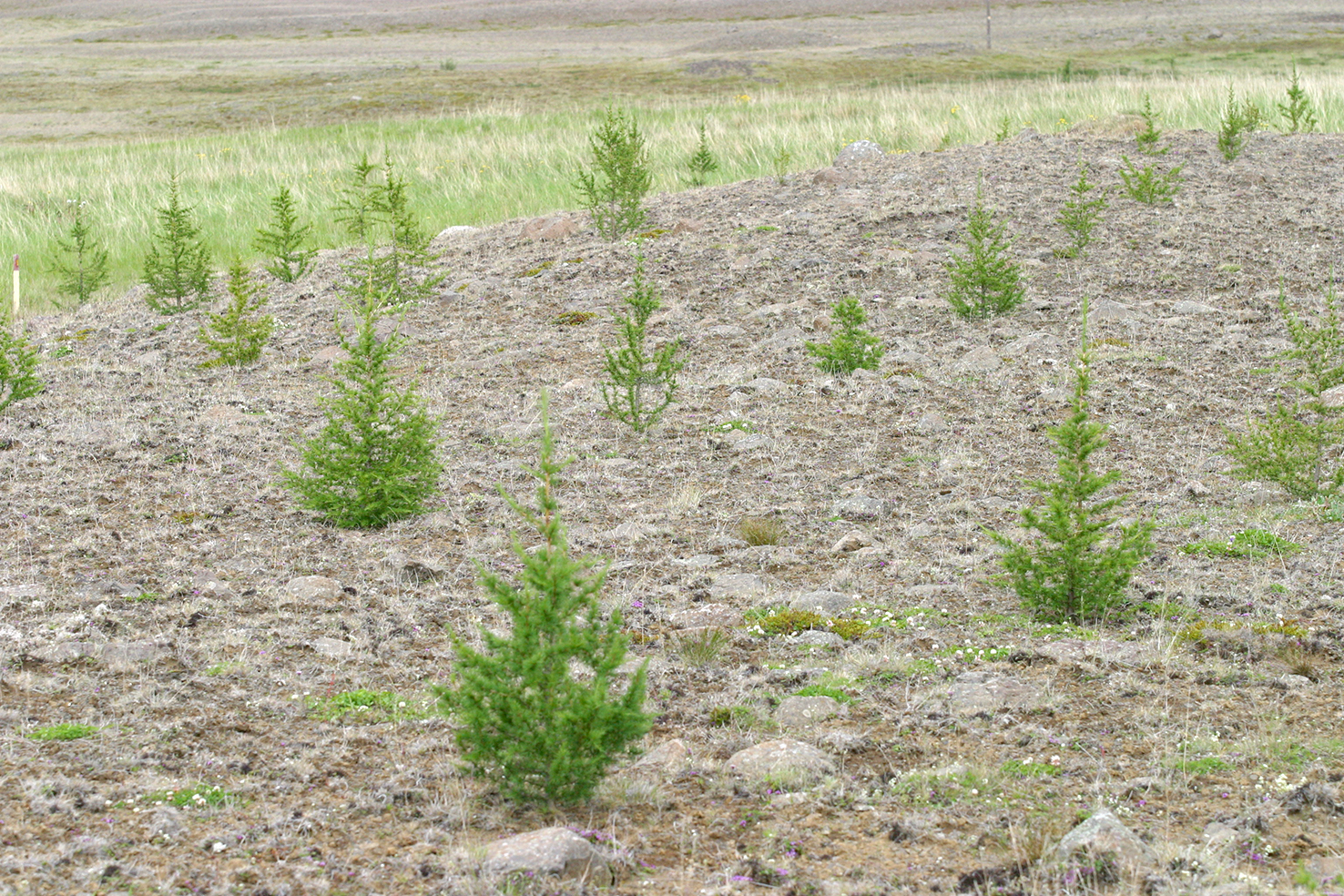 Frumvarpsdrög í samráðsgátt