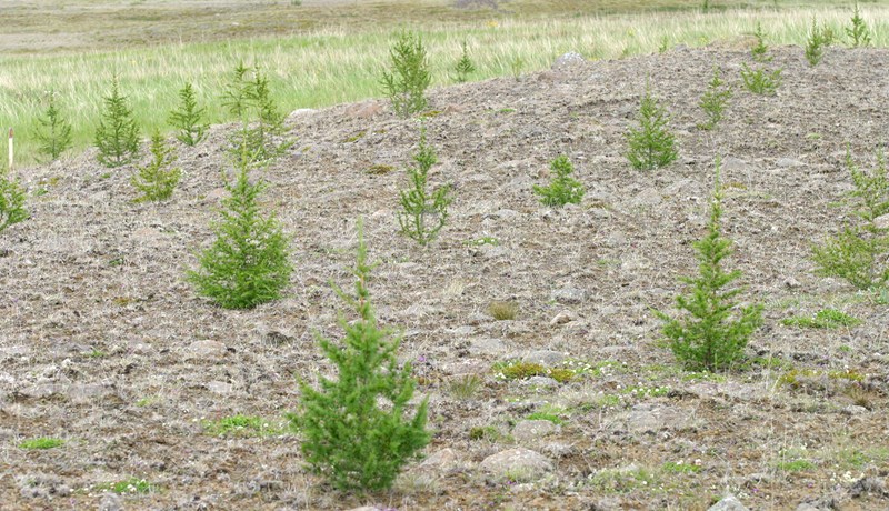 Jarðvegseyðing enn viðvarandi vandamál