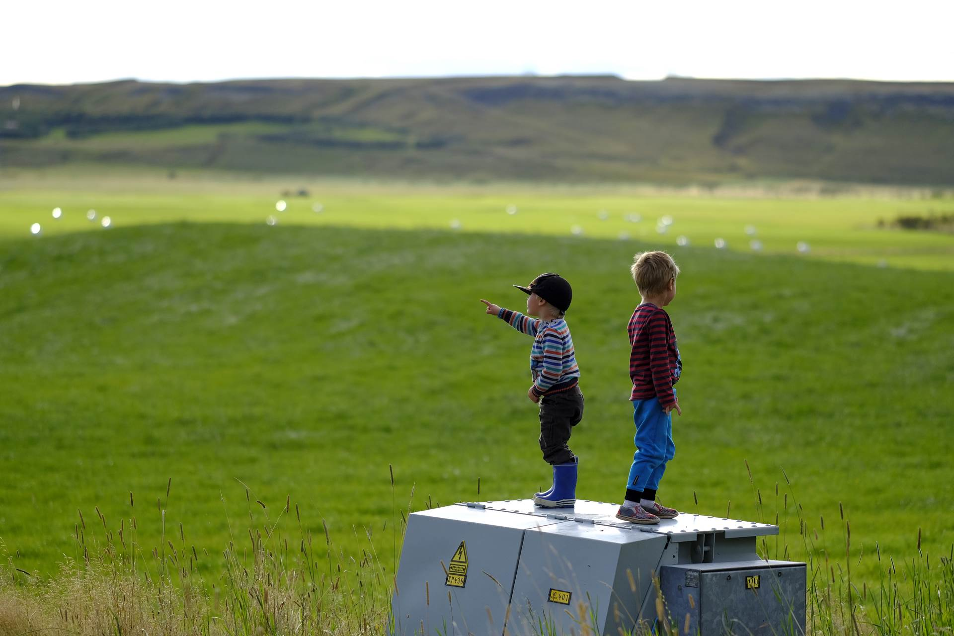Jarmað, hneggjað, baulað ...