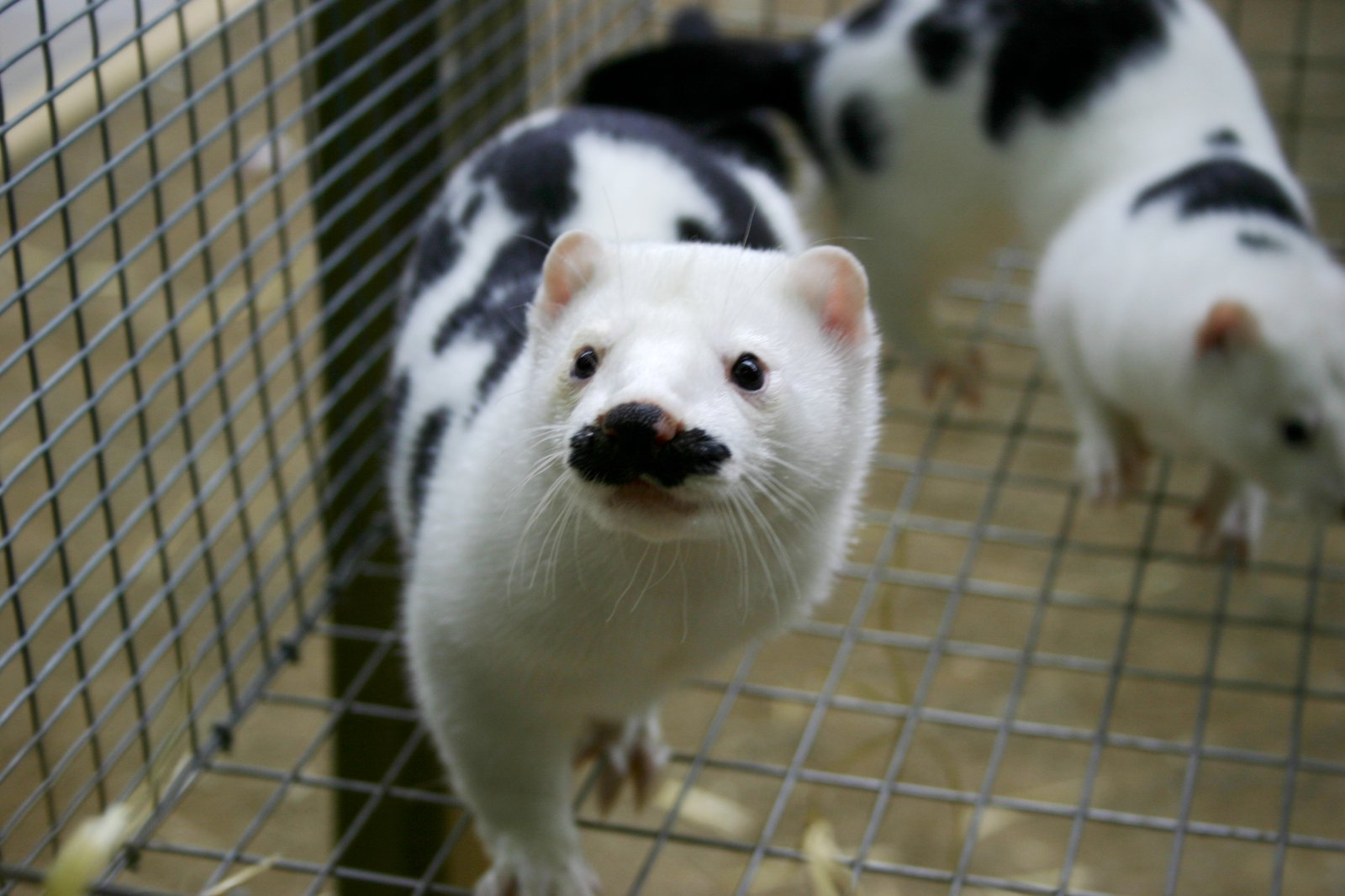 Auglýst eftir minkaveiðimönnum