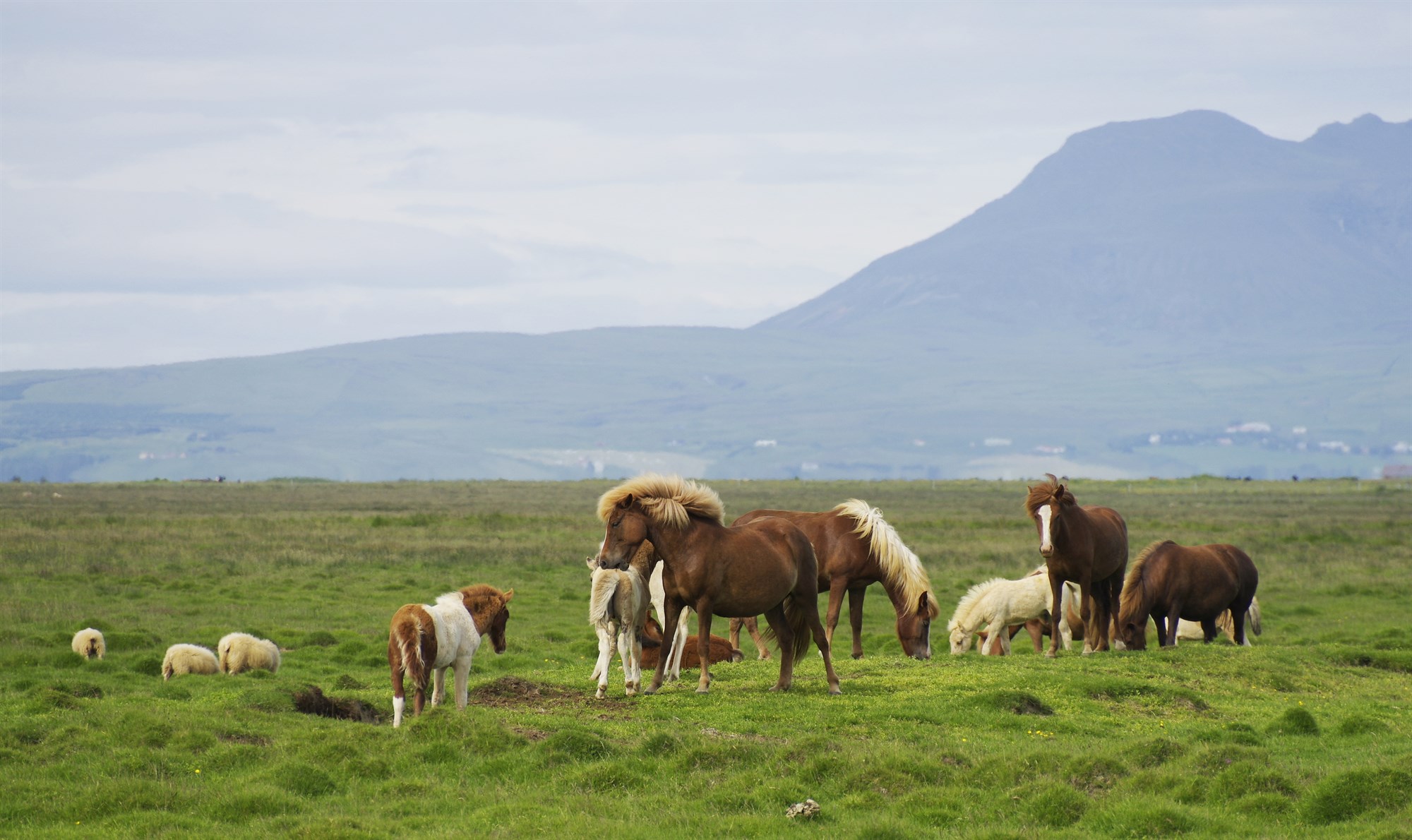 Vöktun á landlægum sjúkdómum í hrossum