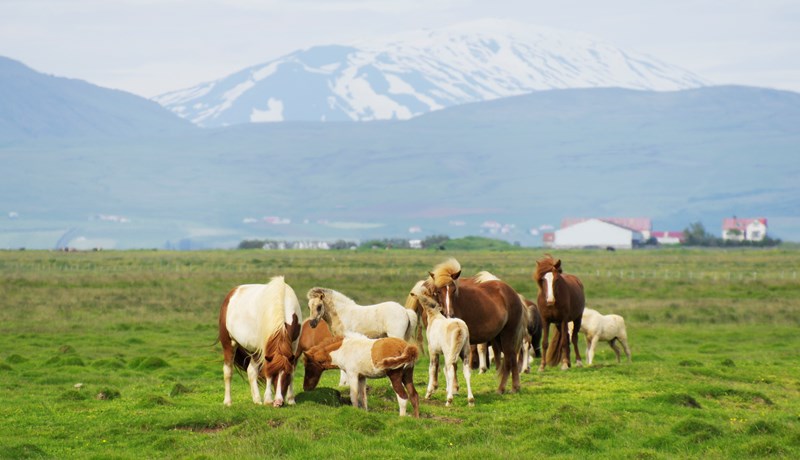 Mikill fjöldi búa náði afgerandi góðum árangri á árinu