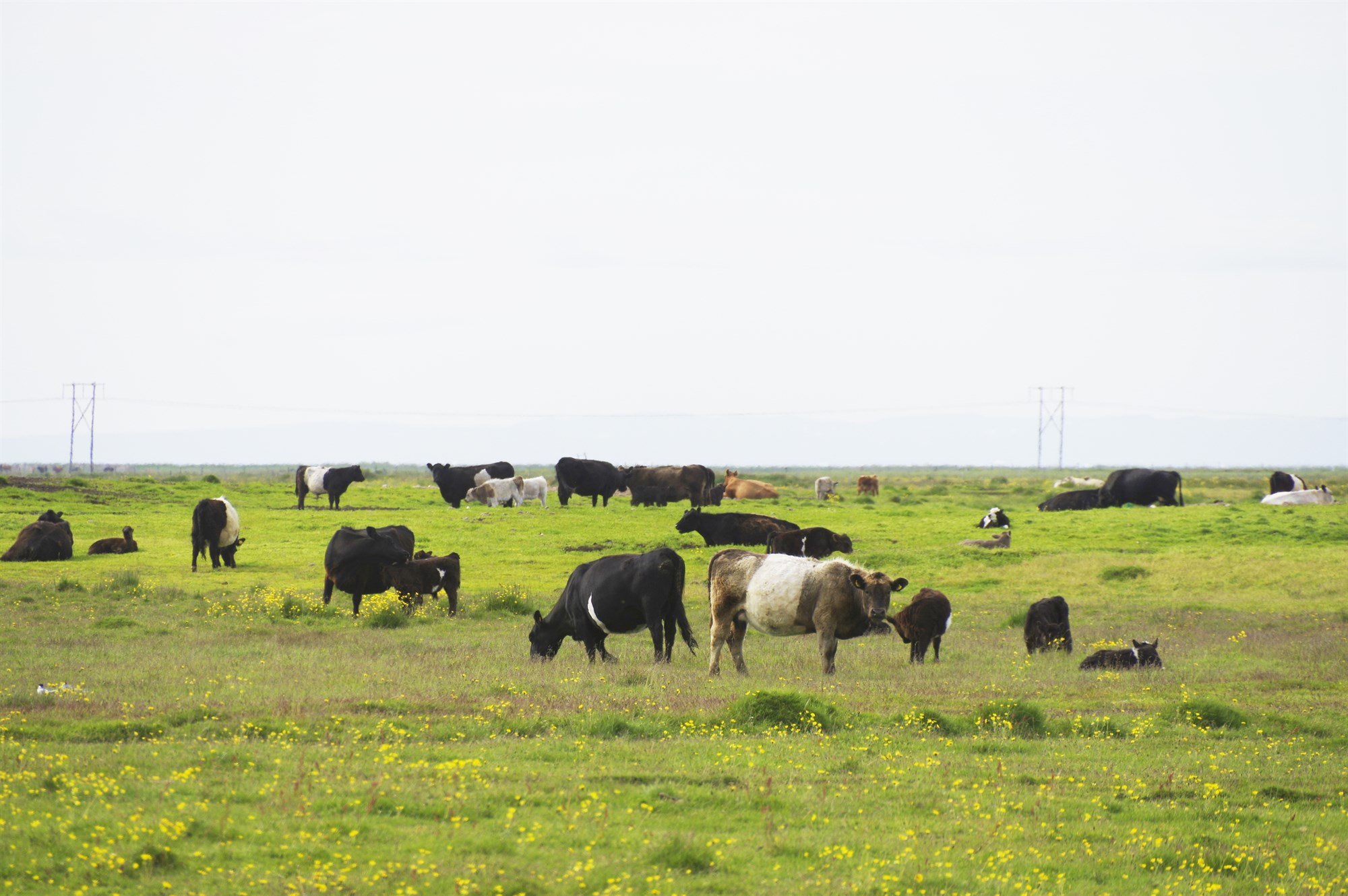 Hlúum að íslenskri nautakjötsframleiðslu