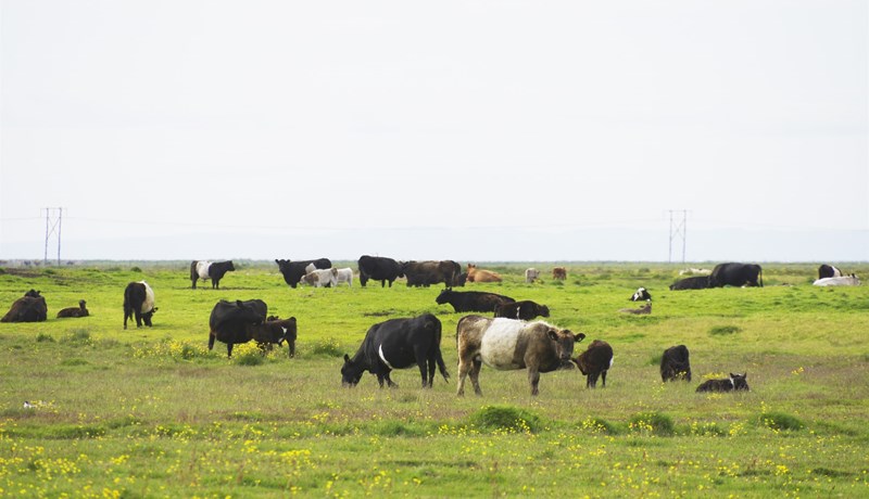 Hlúum að íslenskri nautakjötsframleiðslu