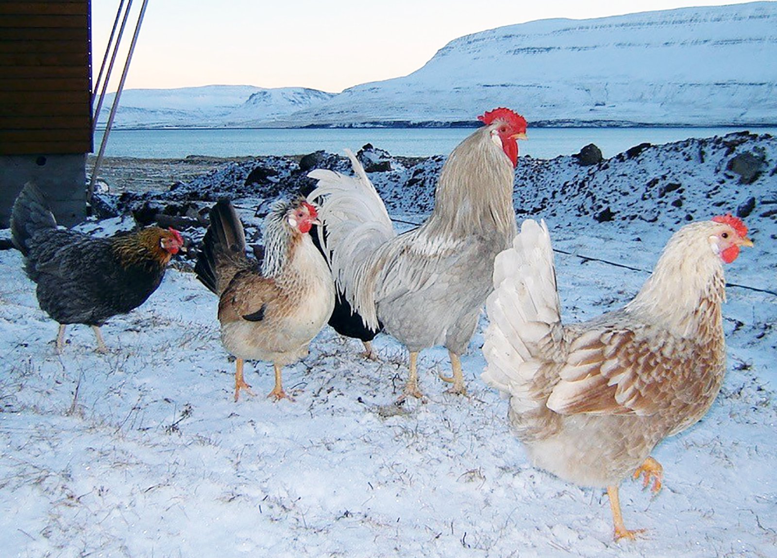 Vottaðar landnámshænur