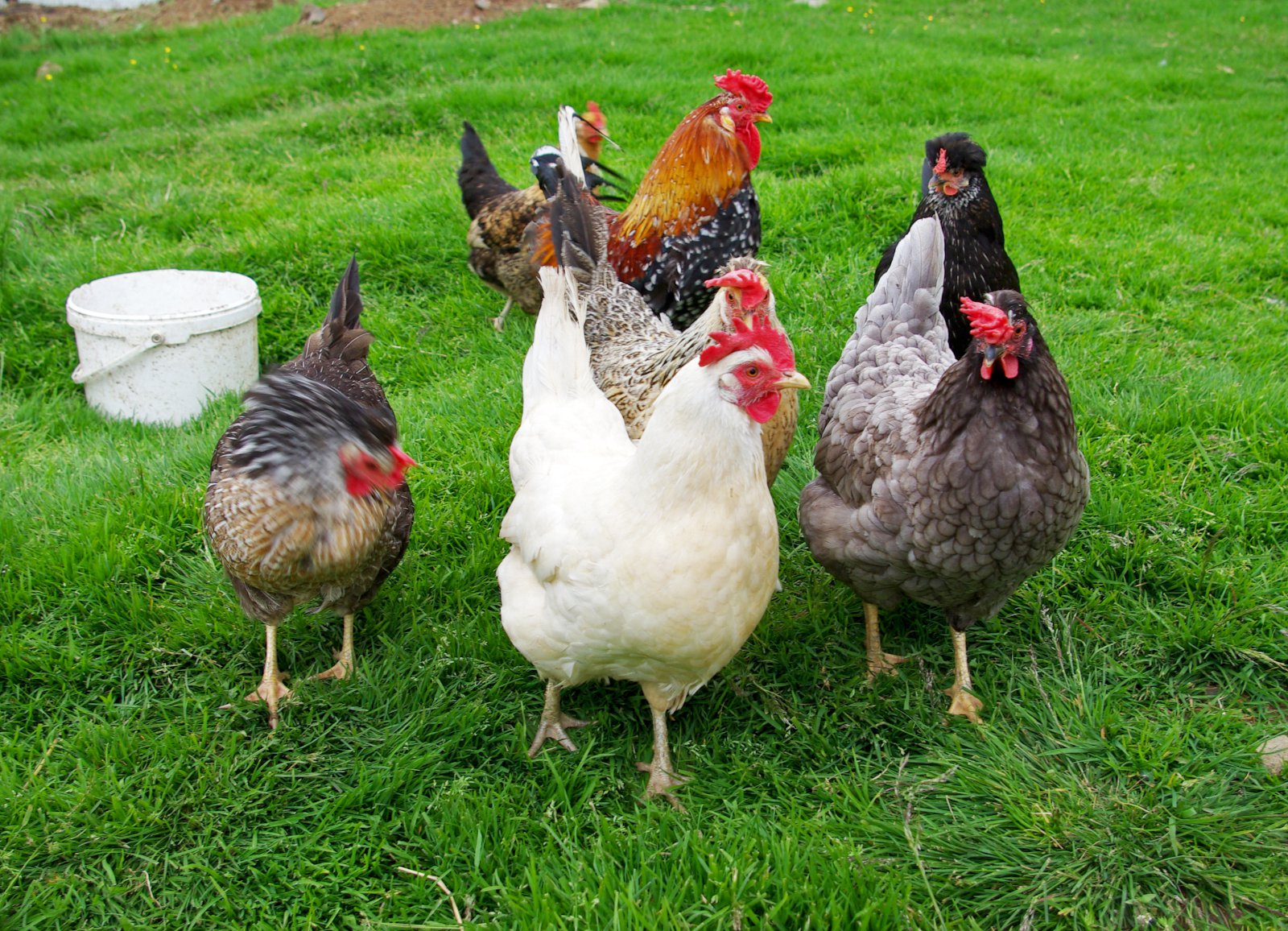 Hugmynd verður hænsnakyn