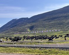 Landsmót eru óður til íslenska hestsins