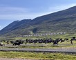 Landsmót eru óður til íslenska hestsins