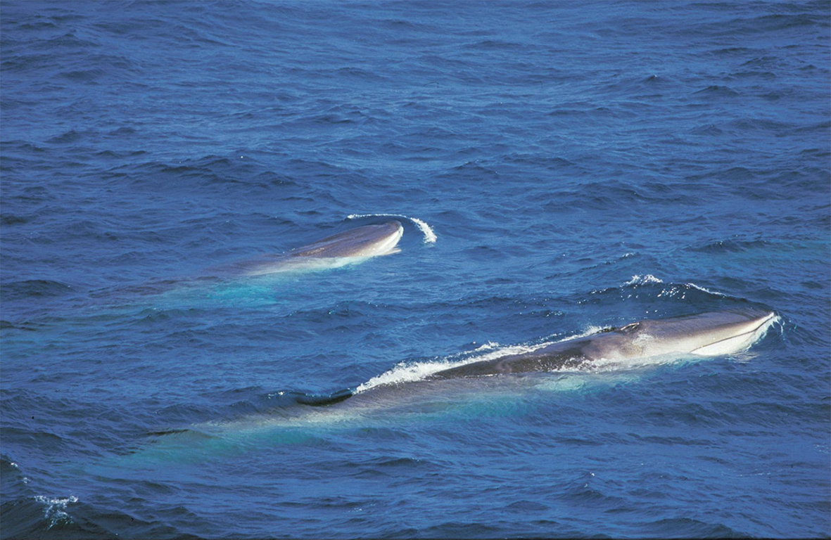 Leyft að veiða allt að 128 langreyðar