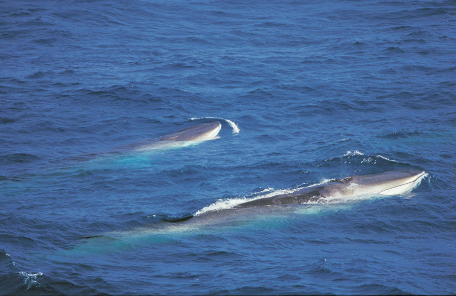Rýnt í lagaumgjörð hvalveiða