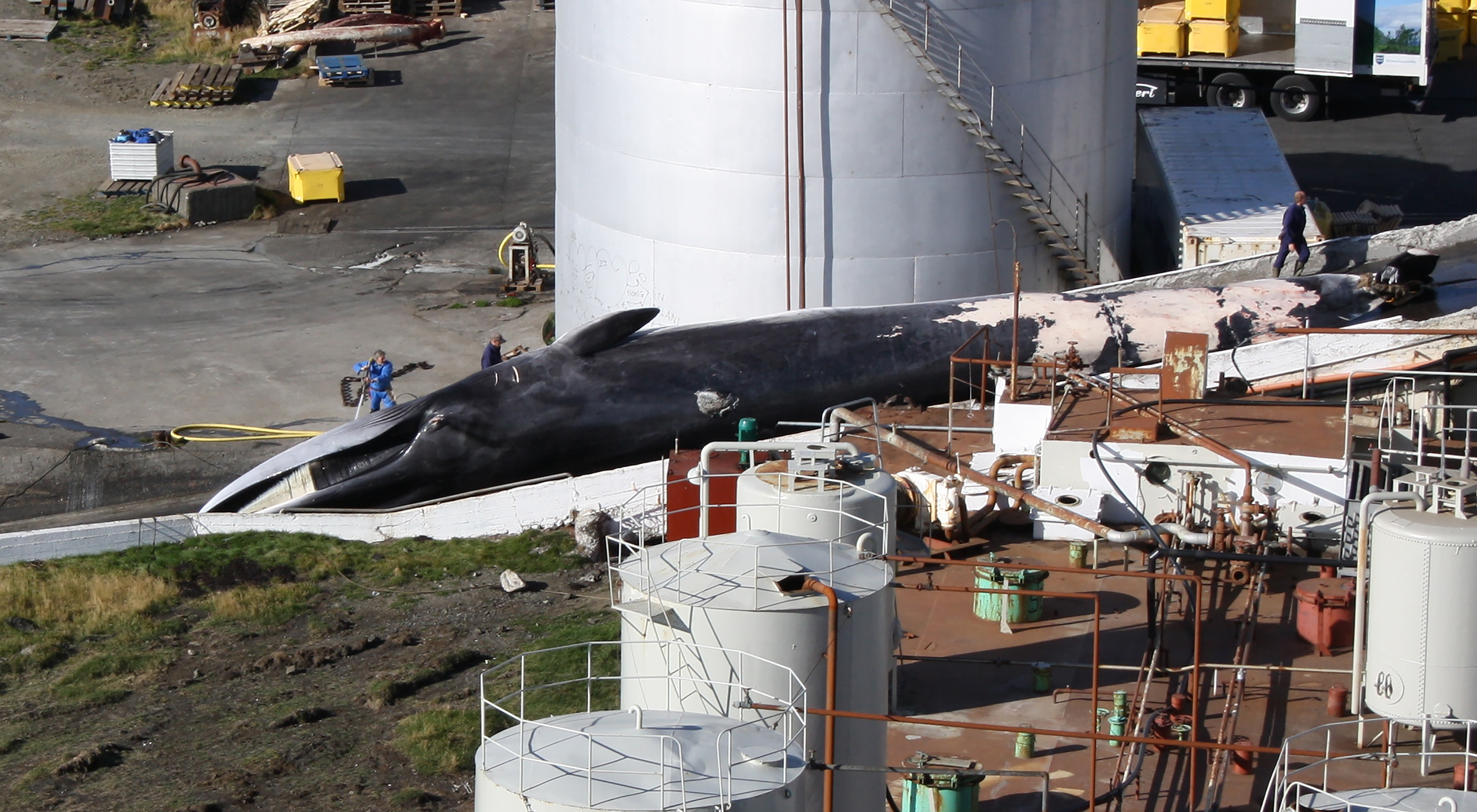 Er nauðsynlegt að friða þá?