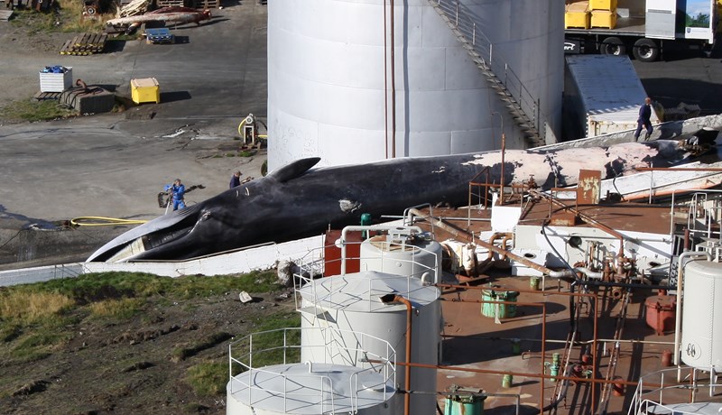 Er nauðsynlegt að friða þá?