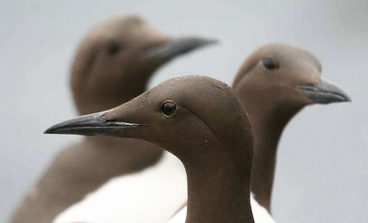 Svartfuglarnir reyndust ekki með fuglaflensuna