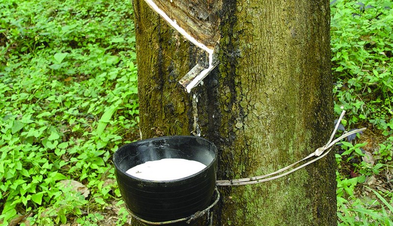 Kínverjar vilja snúa frá einhæfri ræktun í vistvænan landbúnað