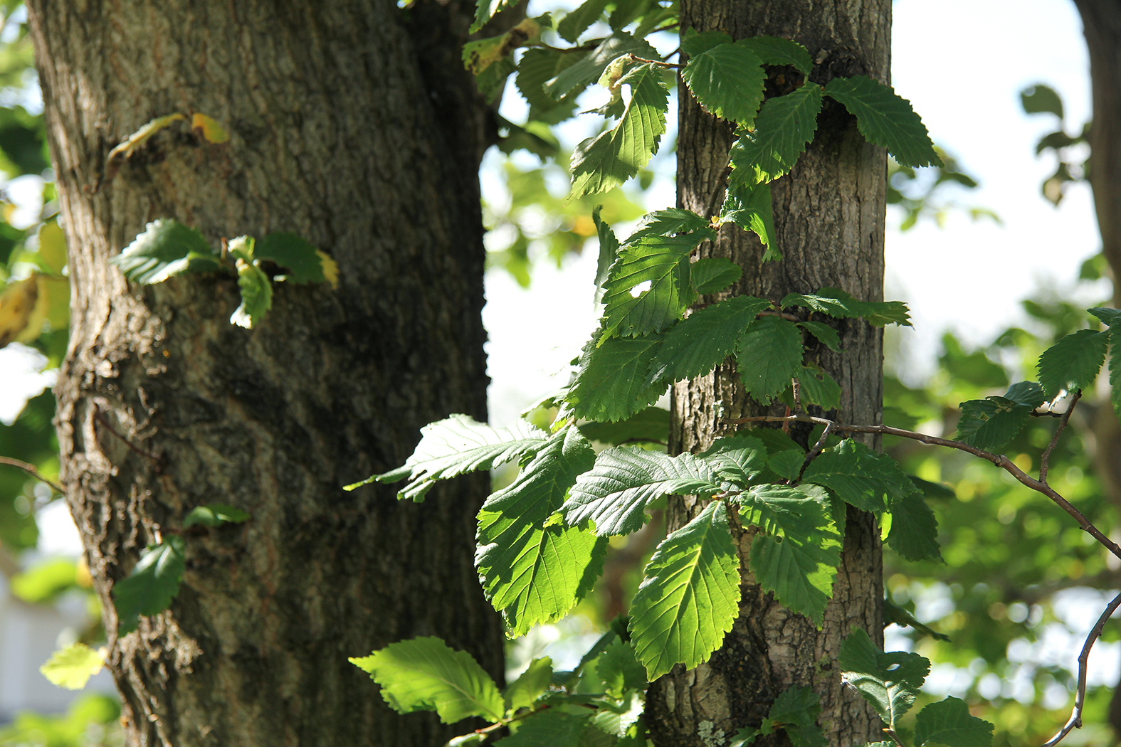 Álmur (Ulmus glabra)