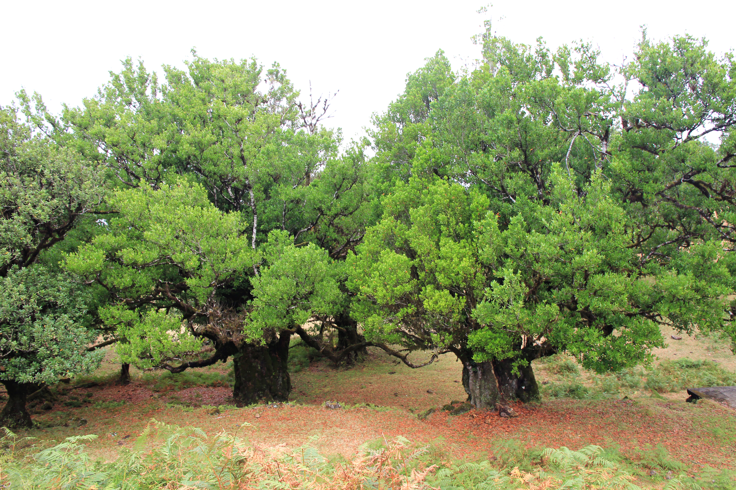 Lárviður og lárviðarlauf