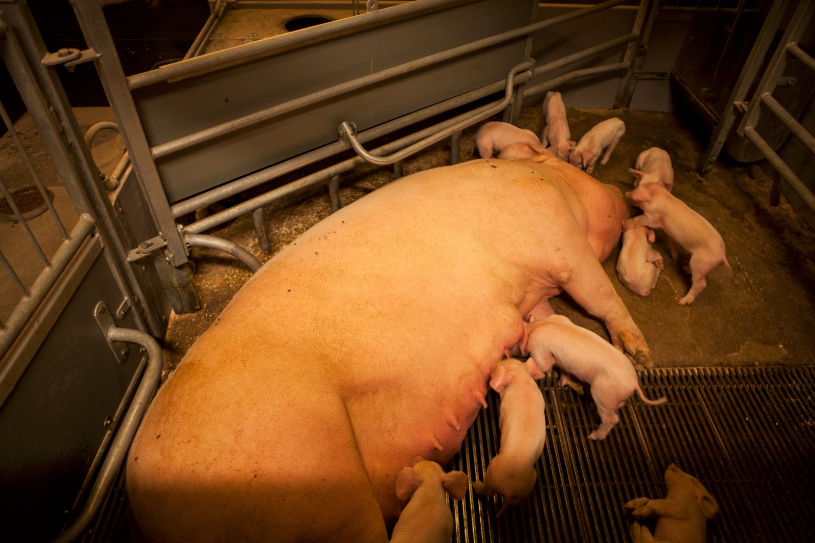 Aðbúnaður á gyltubúum breyst mjög til batnaðar