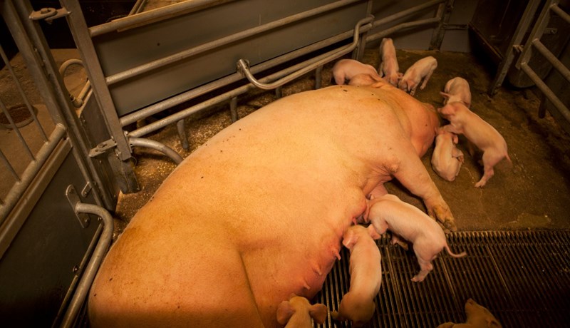 Aðbúnaður á gyltubúum breyst mjög til batnaðar