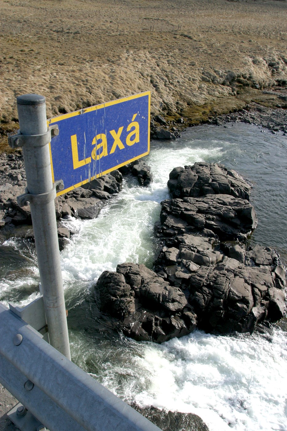 Aldrei veiðst fleiri hnúðlaxar