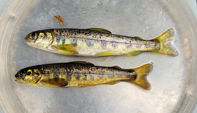 Breytt erfðasamsetning getur valdið hnignun