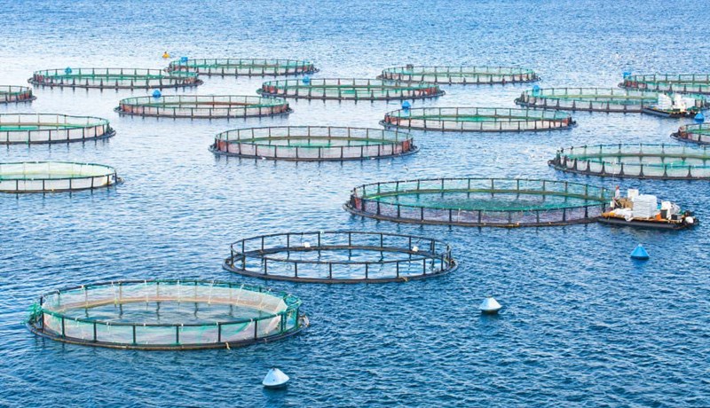 Laxalús og mótvægisaðgerðir