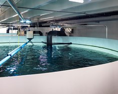 Sérstaks frumvarps um landeldi krafist