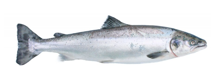 Villti íslenski laxastofninn er hluti Atlantshafslaxins (Salmo salar).