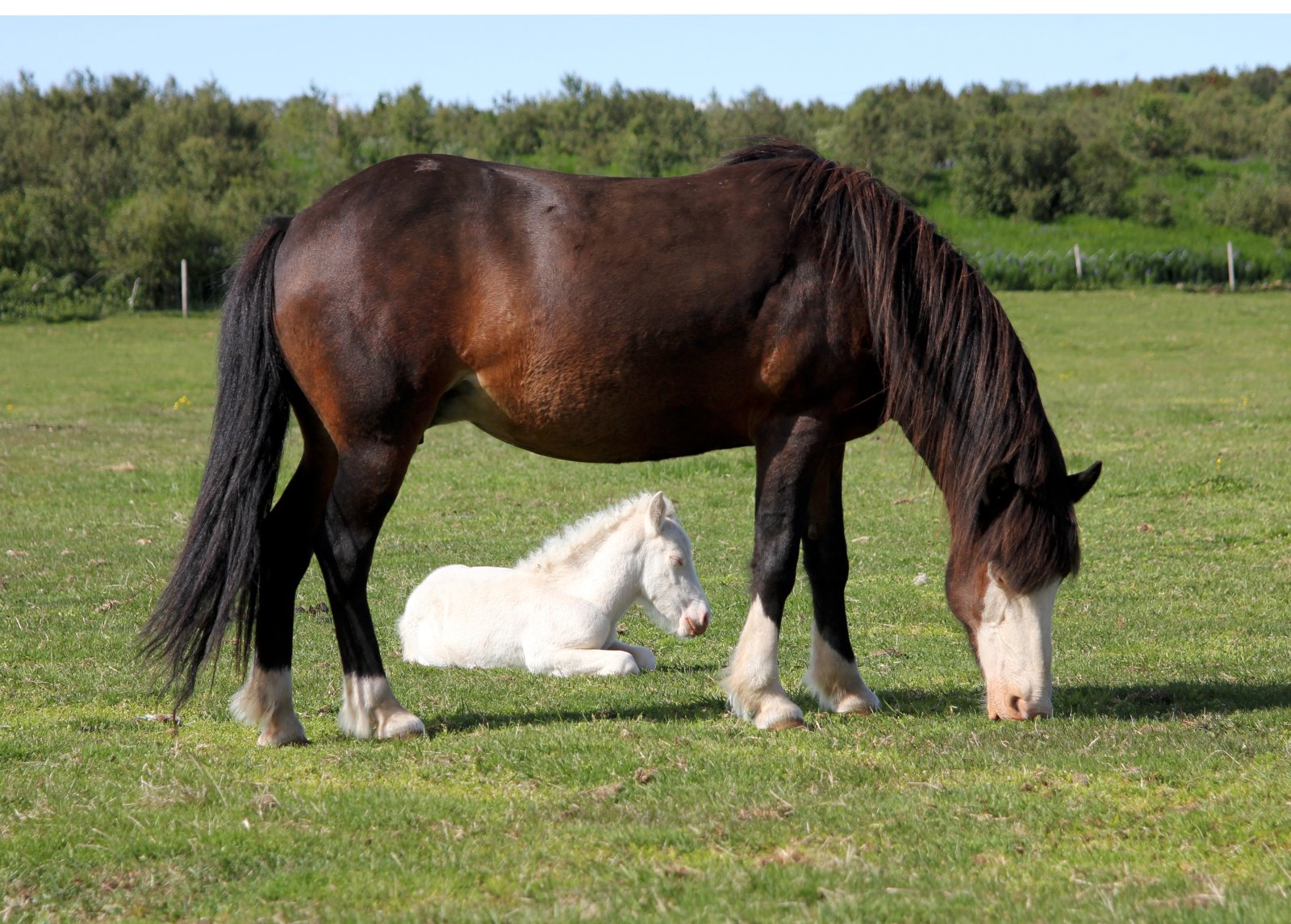 Sumarleikur Bændablaðsins: Folald sumarsins 2016