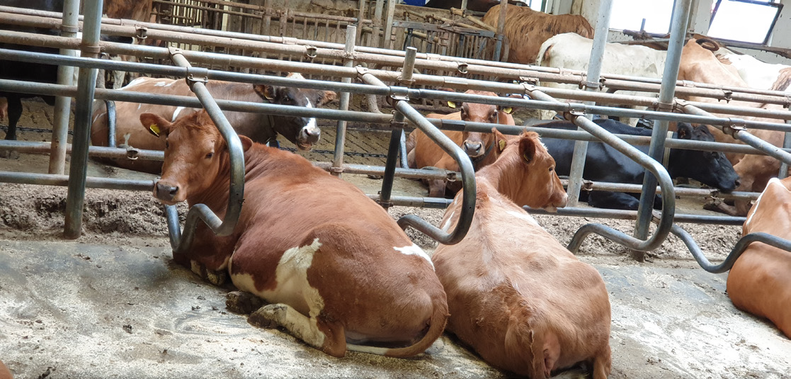 „Spjallað“ við kýr