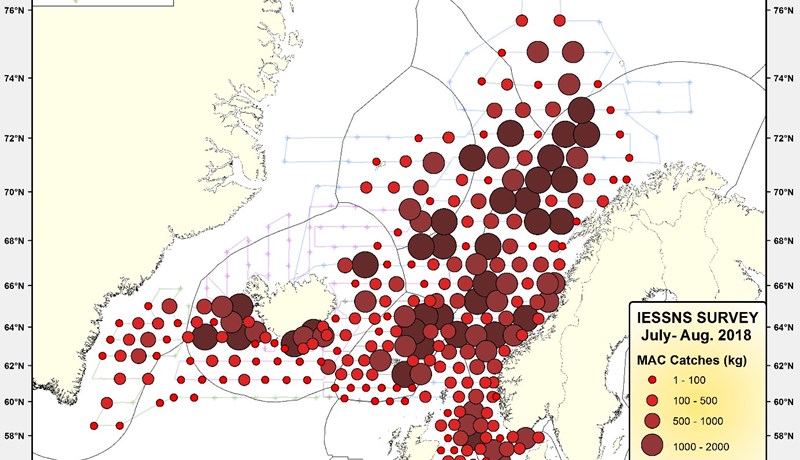 Mest af makríl finnst nú við Noreg
