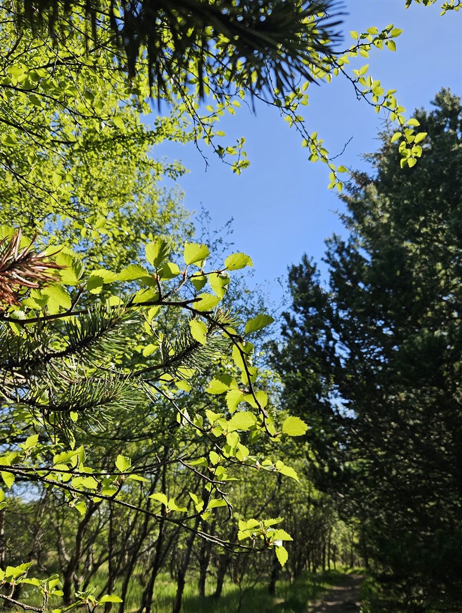 Útivistar- og loftslagsskógrækt í landi Lundar