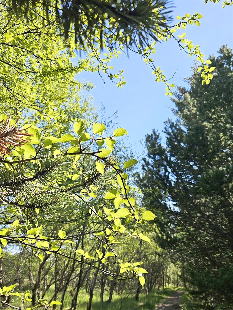 Vísindafólk er ekki á einu máli um hvort endurheimt vistkerfa er vænlegri til kolefnisbindingar en skógrækt, enda frekari rannsókna þörf.