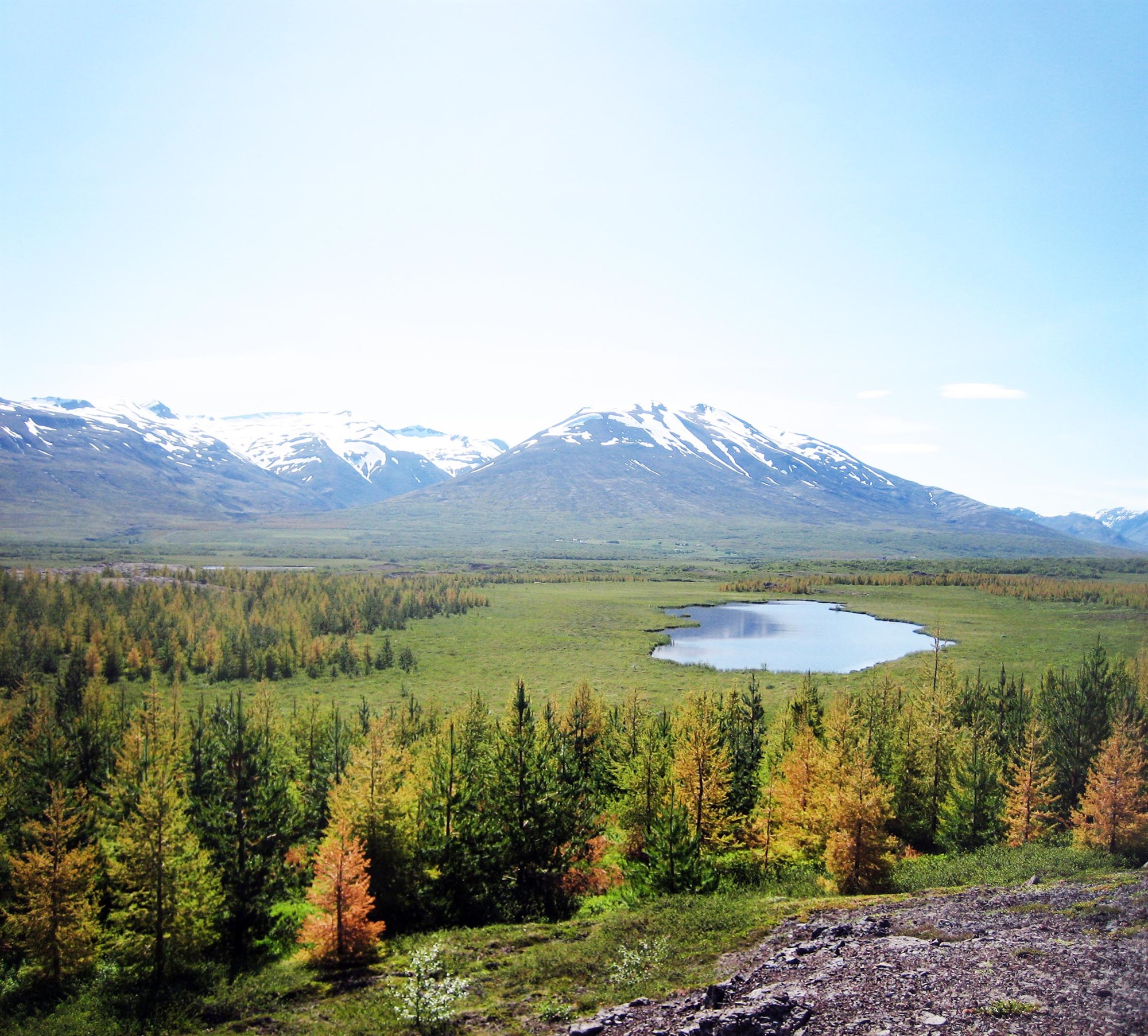 Fer skógrækt saman með endurheimt votlendis?