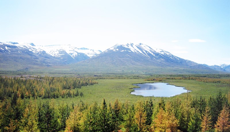 Fer skógrækt saman með endurheimt votlendis?