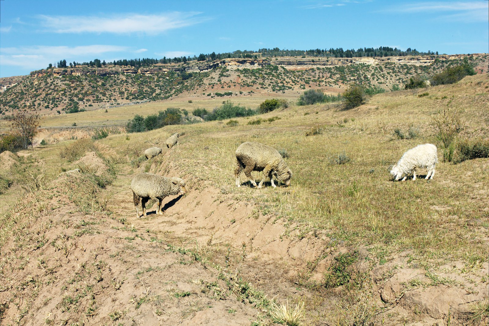 Hvernig getur beit á uppblásnu landi talist jákvæð og jafnvel sjálfbær?