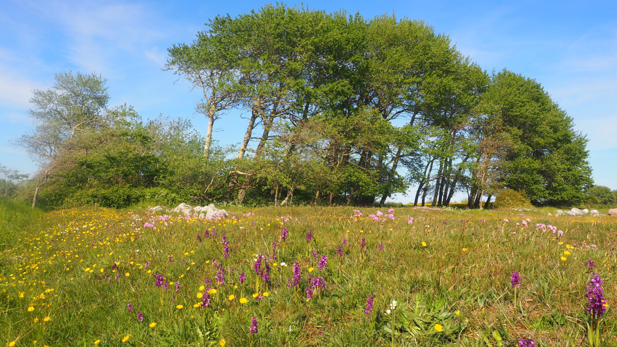 Fagþing dönsku nautgriparæktarinnar 2023 - Annar hluti
