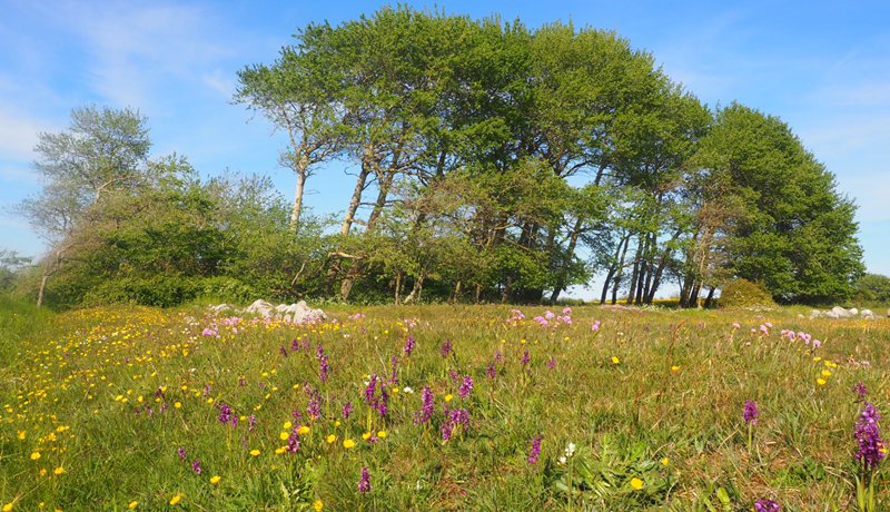 Fagþing dönsku nautgriparæktarinnar 2023 - Annar hluti