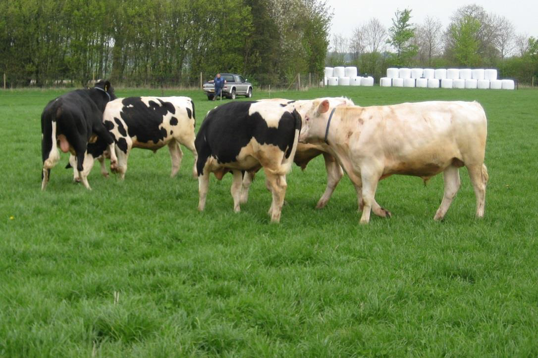 Fagþing nautgriparæktarinnar í Danmörku - annar hluti