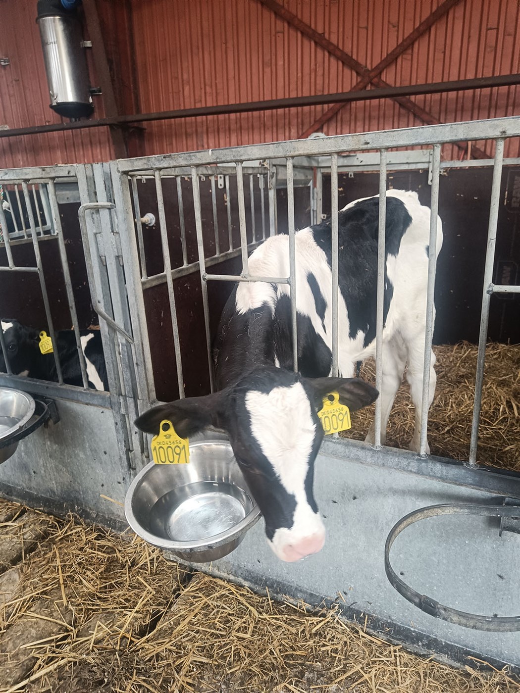 Hálfíslenskur bóndi á lífrænu búi