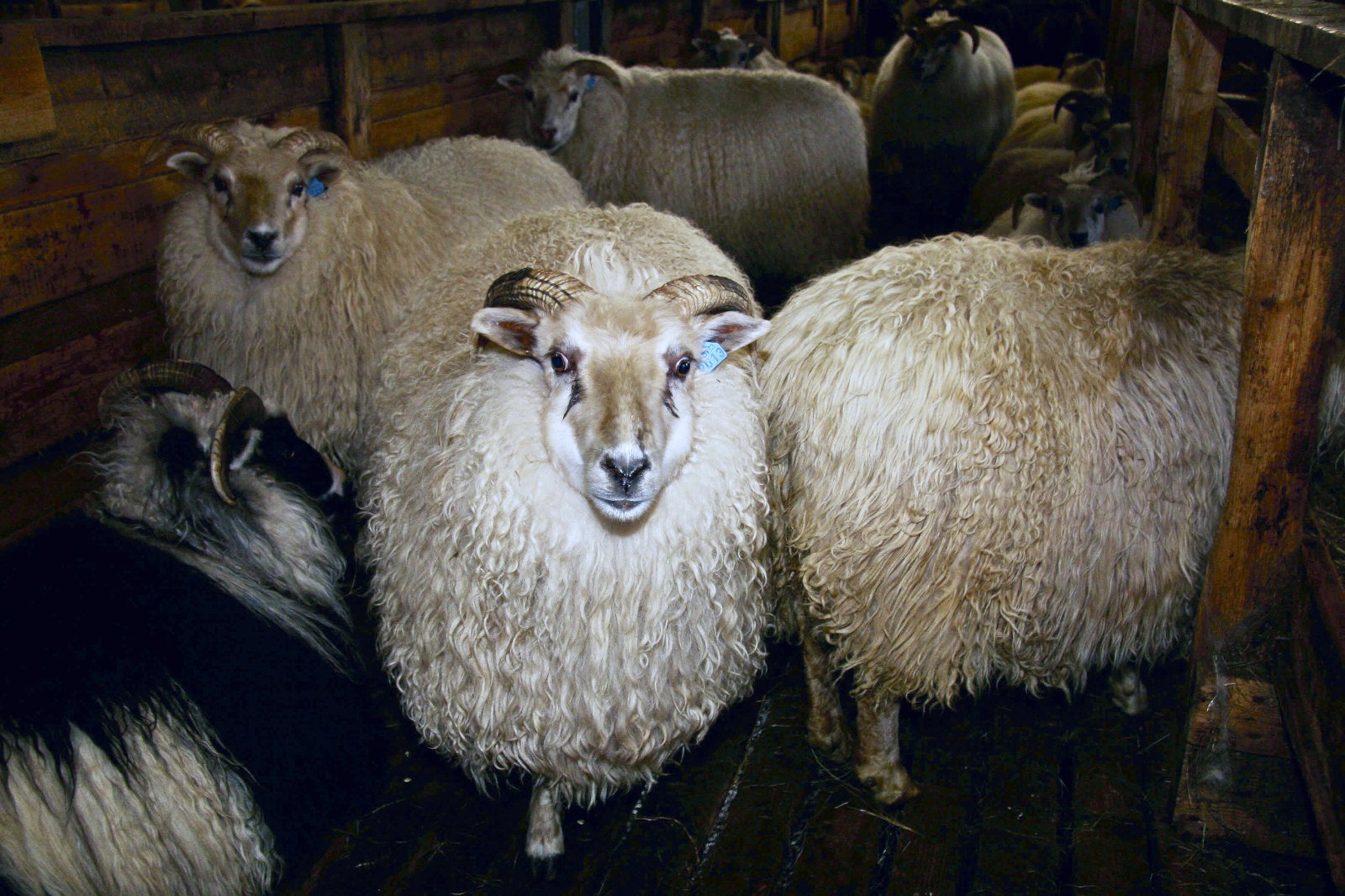 Aðlögun að lífrænum búskap