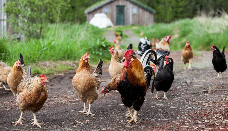 Sauðkindin, forystufé og landnámshænan um borð í Bragðörk Slow Food